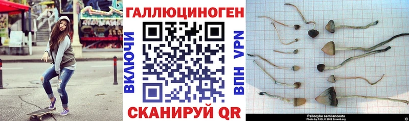 Псилоцибиновые грибы Cubensis  Цимлянск 